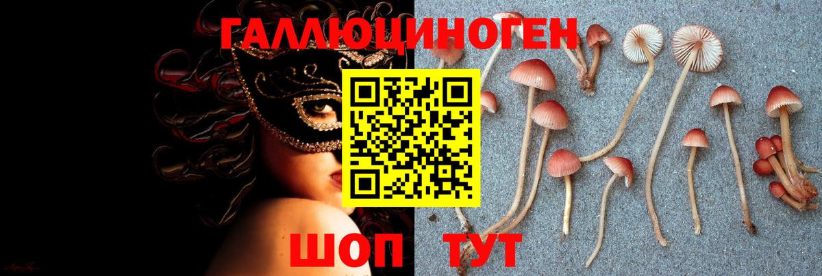Псилоцибиновые грибы Psilocybe Архангельск